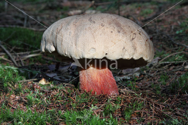 Pronksteelboleet (Boletus calopus)