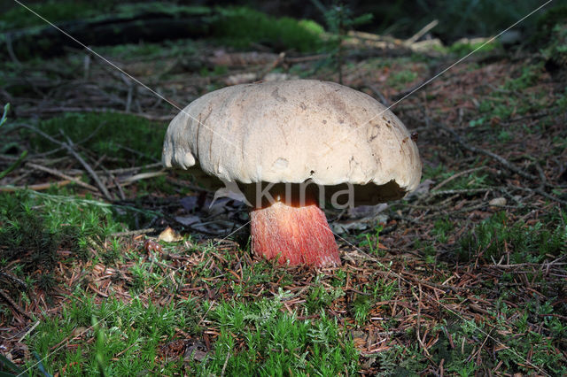 Pronksteelboleet (Boletus calopus)