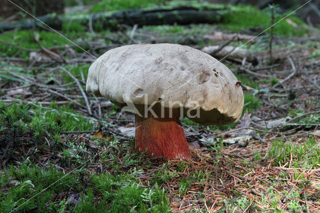 Pronksteelboleet (Boletus calopus)