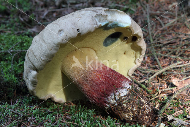 Pronksteelboleet (Boletus calopus)