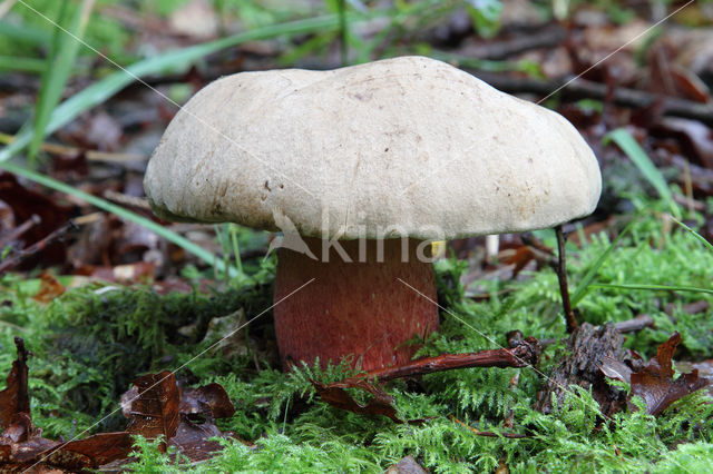 Pronksteelboleet (Boletus calopus)