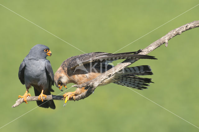 Red-footed Falcon (Falco vespertinus)