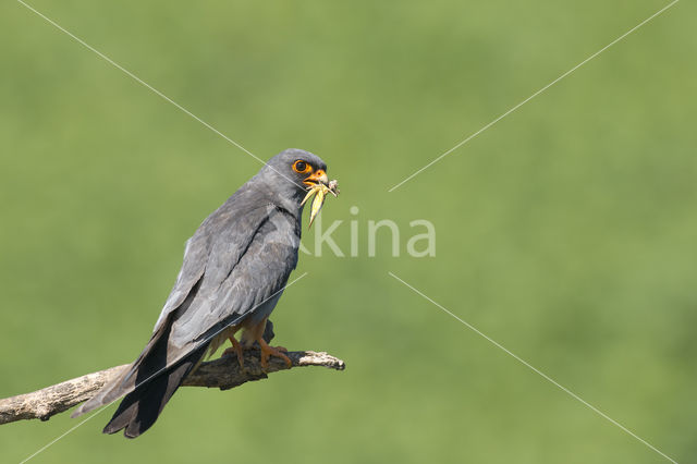 Roodpootvalk (Falco vespertinus)