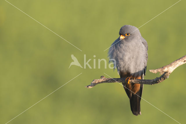 Roodpootvalk (Falco vespertinus)