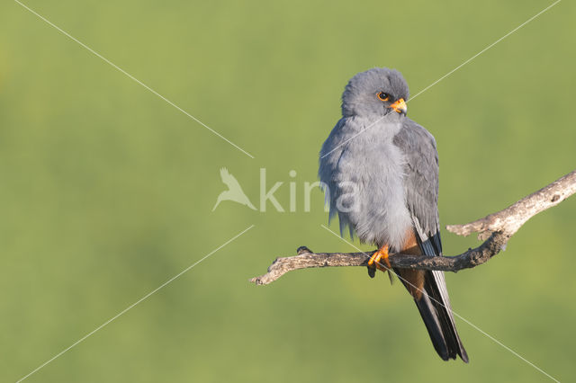 Roodpootvalk (Falco vespertinus)