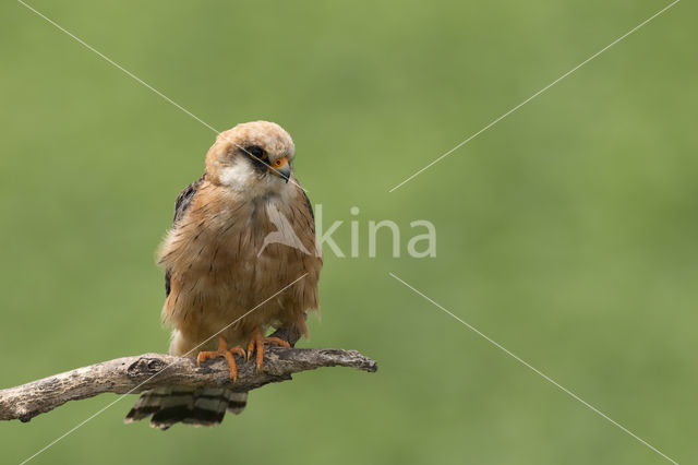 Roodpootvalk (Falco vespertinus)