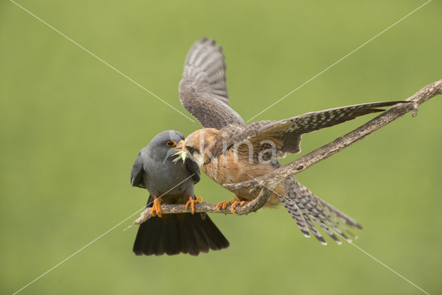 Roodpootvalk (Falco vespertinus)