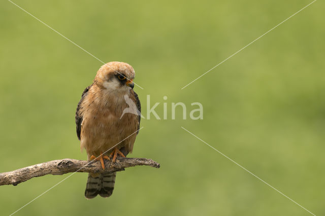 Roodpootvalk (Falco vespertinus)