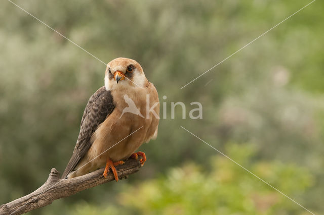 Roodpootvalk (Falco vespertinus)