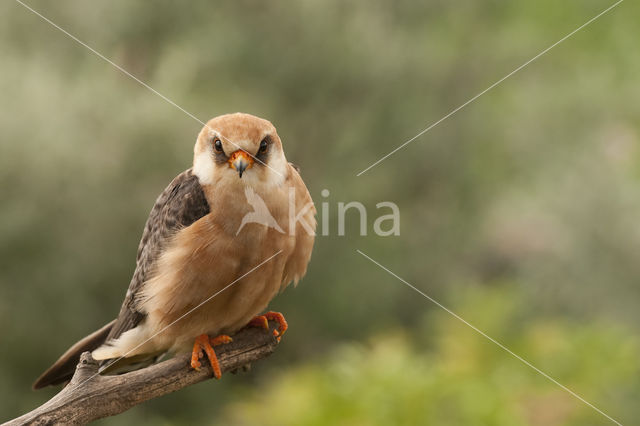 Roodpootvalk (Falco vespertinus)