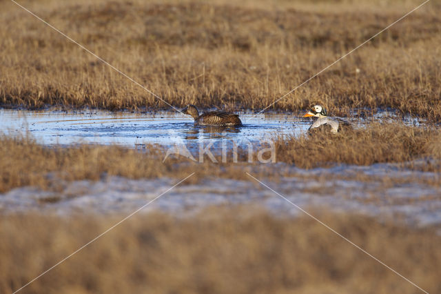 Brileidereend (Somateria fischeri)