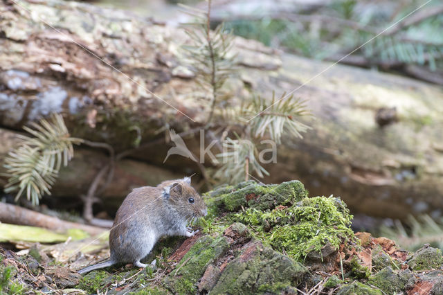 Rosse woelmuis (Clethrionomys glareolus)