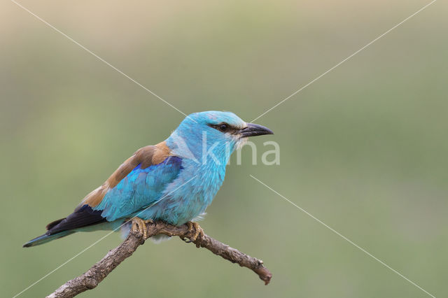 Scharrelaar (Coracias garrulus)