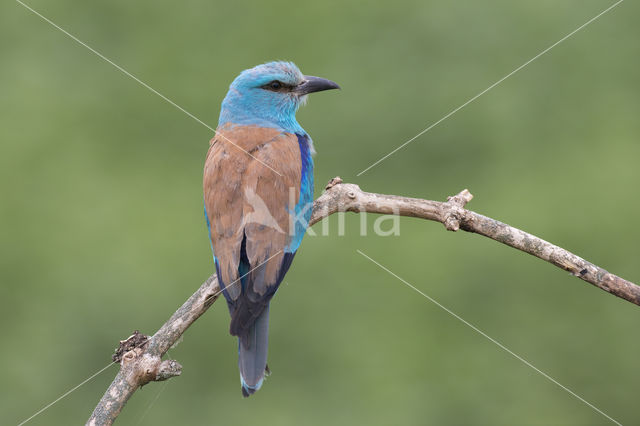 European Roller (Coracias garrulus)