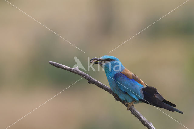 European Roller (Coracias garrulus)