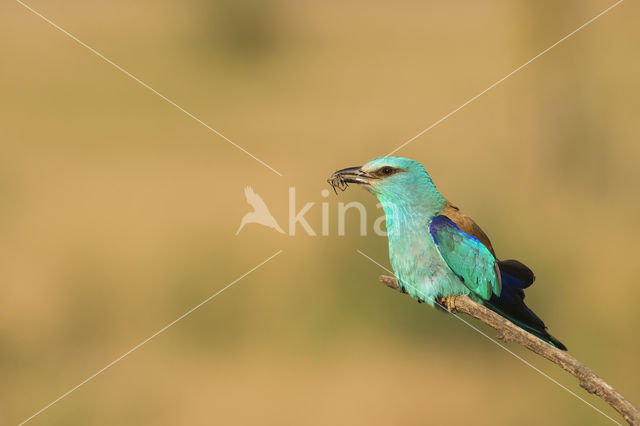 Scharrelaar (Coracias garrulus)