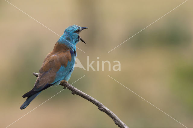 Scharrelaar (Coracias garrulus)