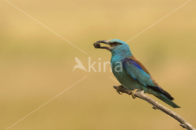 Scharrelaar (Coracias garrulus)