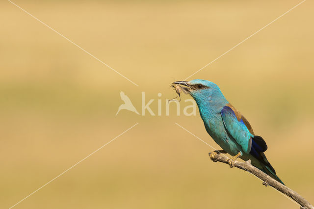 Scharrelaar (Coracias garrulus)