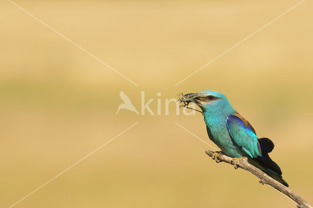 European Roller (Coracias garrulus)