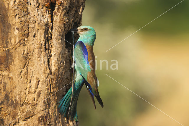 Scharrelaar (Coracias garrulus)