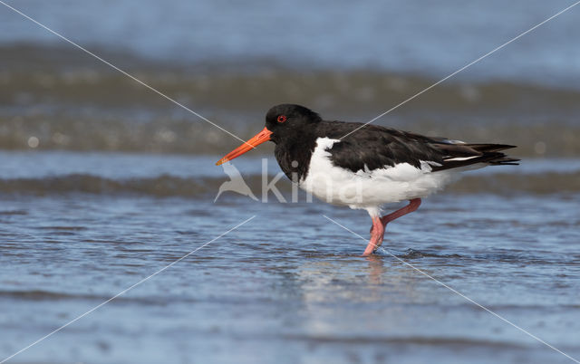 Scholekster (Haematopus ostralegus)