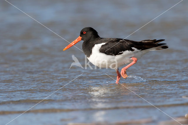 Scholekster (Haematopus ostralegus)