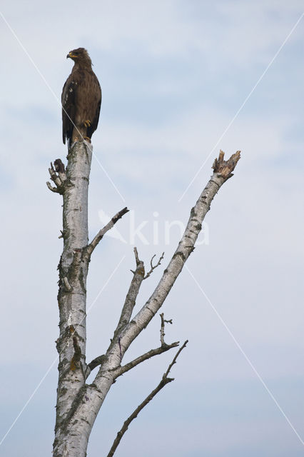 Schreeuwarend (Aquila pomarina)