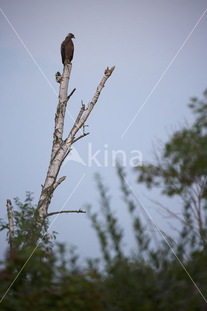 Schreeuwarend (Aquila pomarina)