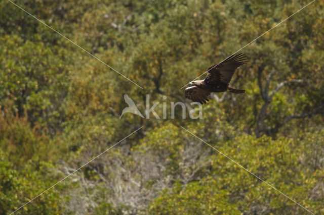 Spaanse Keizerarend (Aquila adalberti)