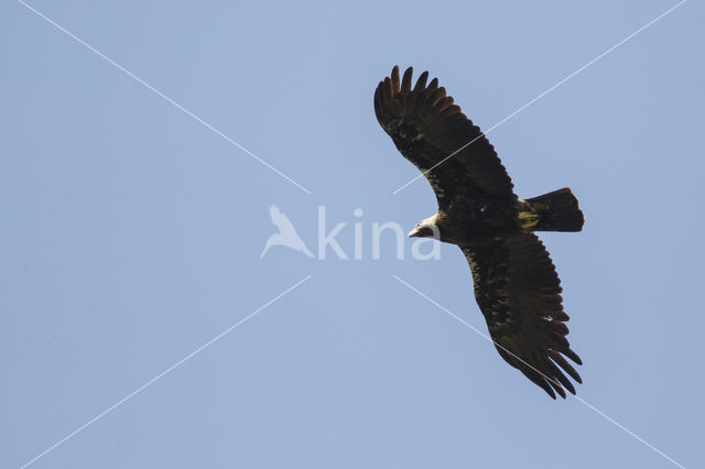 Spaanse Keizerarend (Aquila adalberti)