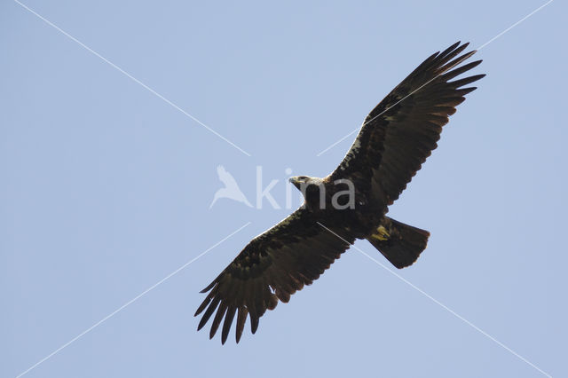 Spaanse Keizerarend (Aquila adalberti)