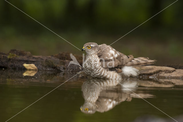 Sperwer (Accipiter nisus)