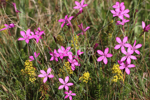 Maiden Pink (Dianthus deltoides)