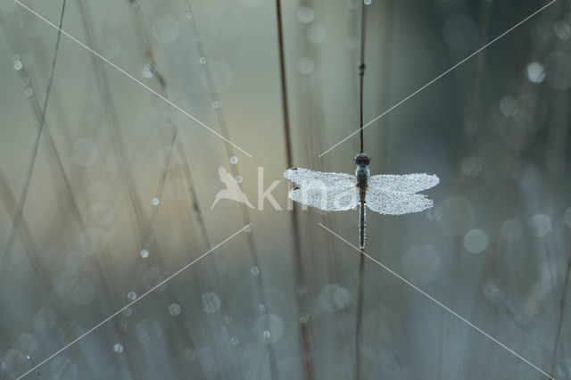 Steenrode heidelibel (Sympetrum vulgatum)