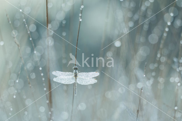 Steenrode heidelibel (Sympetrum vulgatum)