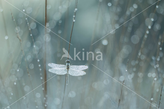 Steenrode heidelibel (Sympetrum vulgatum)