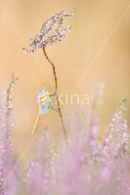 Steenrode heidelibel (Sympetrum vulgatum)