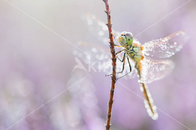 Steenrode heidelibel (Sympetrum vulgatum)