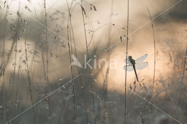 Steenrode heidelibel (Sympetrum vulgatum)