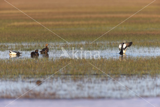 Steller's Eider (Polysticta stelleri)