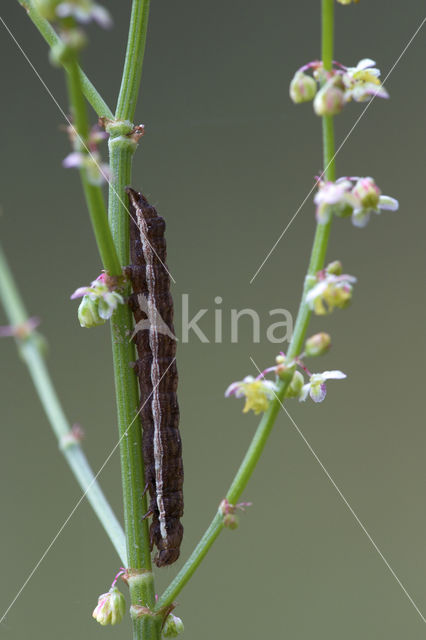 Vogelwiekje (Dypterygia scabriuscula)