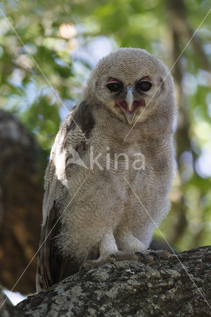 Verraux' oehoe (Bubo lacteus)