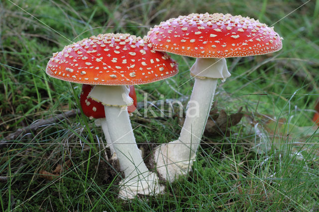 Vliegenzwam (Amanita muscaria)