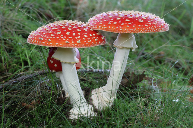 Vliegenzwam (Amanita muscaria)