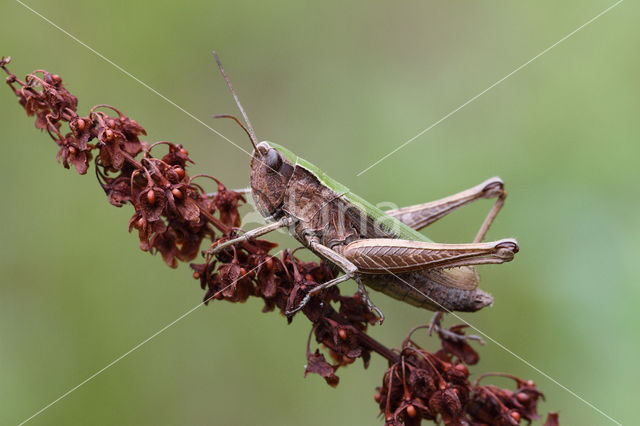 Weidesprinkhaan (Chorthippus dorsatus)