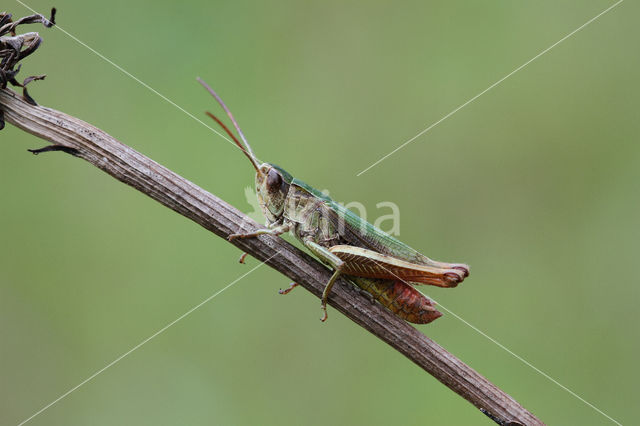 Weidesprinkhaan (Chorthippus dorsatus)