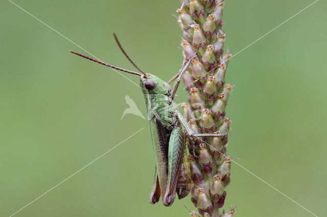 Weidesprinkhaan (Chorthippus dorsatus)