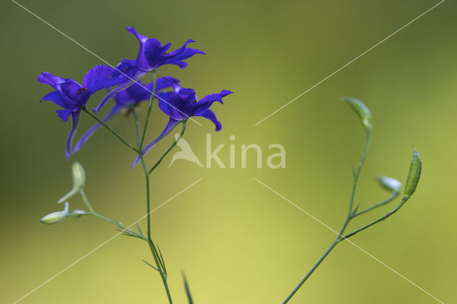 Wilde ridderspoor (Consolida regalis)