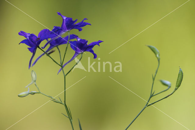 Wilde ridderspoor (Consolida regalis)